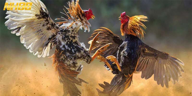 Các hành vi gian lận trong trận đá gà sẽ bị nghiêm cấm 