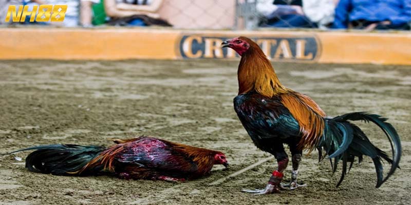 Giới thiệu về hình thức đá gà cựa dao 